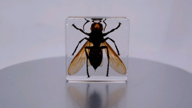 Image of 38mm Real Asian Giant Hornet in Crystal Clear Square Lucite Resin Crafts Specimen Preserved Animal Insect Bug Taxidermy Collection for Biology Science Education & Desk Ornament Display Supplies
