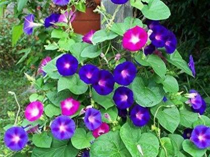 Green World IPOMEA MORNING GLORY FLOWER SEEDS FOR KITCHEN GARDENING (100 seeds) (B09KQPDMHM) Amazon Price History, Amazon Price Tracker