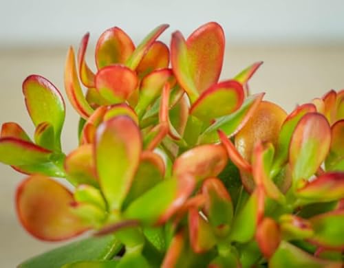 Crassula ovata Sunset (Green/red) Sunset Jade Plant Plant in 10 cm Pot