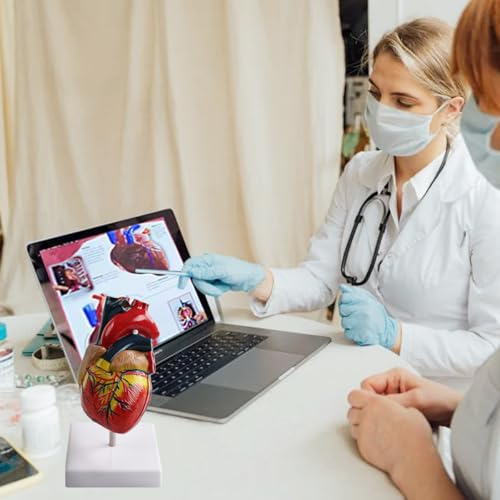 Image of Life Size Anatomical Heart Model 34 Anatomically Structures PVC Material