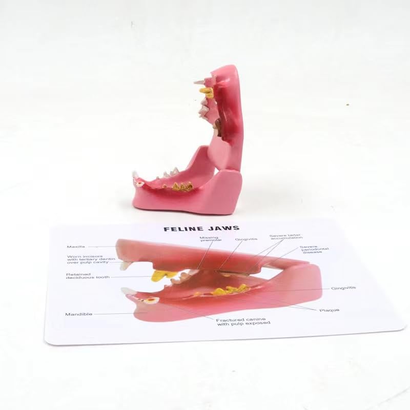 Medical Education Animal cat Teeth Model Felidae Dental Model Anatomy Model