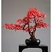 LZQPEARL Decorar Artificial Bonsai Tree Planta en Maceta Ornamento Simulación Bonsai Planta Verde Decoración de Plantas Falsas Plantas de casa Artificiales Adornos
