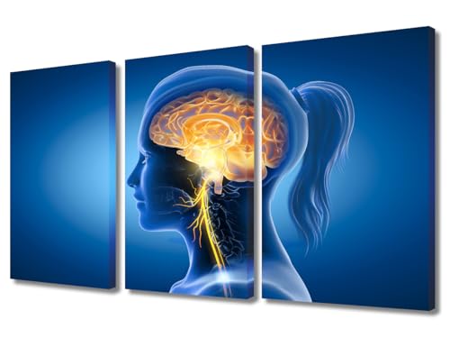 Medical Art Pictures Print 3 Panel Brain With Activated Vagus Nerve Pictures Print on Canvas for Living Room Bedroom Decoration, Wood Framed Gallery-Wrapped Ready to Hang, 36" Wx24 H