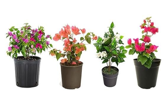 bougainvillea plant live combo pack of 4 deferent colour pack of 4 (B0CSL2XFDL) Amazon Price History, Amazon Price Tracker