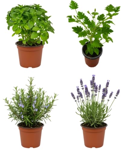 Pack Rincón Verde Antimosquitos de 4 Aromáticas DECOALIVE | Geranio Citronela, Romero, Lavanda y Albahaca Estrecha