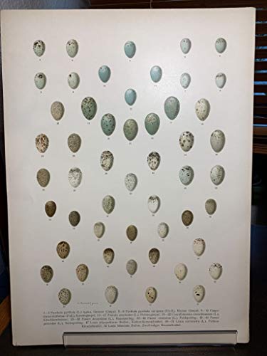 Vogeleier - Grosser Gimpel. Pyrrhula pyrrhula (L.) typica, Kleiner Gimpel. Pyrrhula pyrrhula europaea (Vieill.), Karmingimpel. Carpodacus erythrinus (Pall.), Fichtengimpel. Pinicola enucleator (L