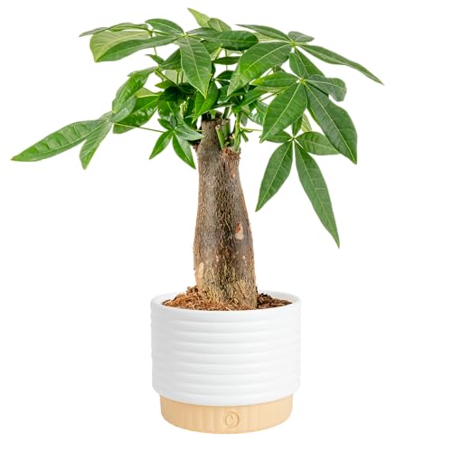 Costa Farms Money Tree Live Plant in Decorative...