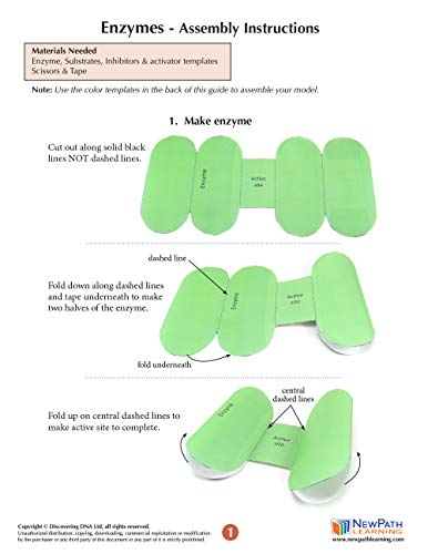 Image of NewPath Enzymes 3-D Paper Model Making Kit - Individual Student Edition (24-7720)