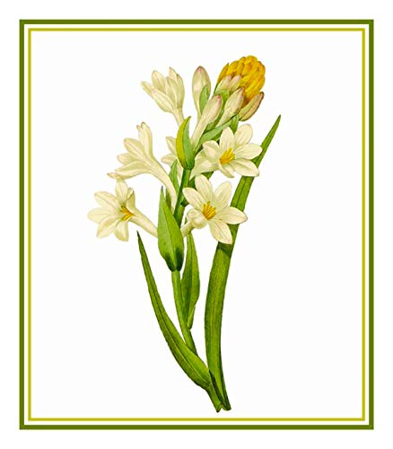 Orenco Originals Tuberose Flower by Pierre-Joseph Redoute Counted Cross Stitch Pattern