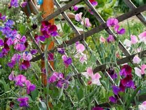 Sweet Pea Heirloom "Old Spice" (Lathyrus Odoratus}Old Fashioned Mix of Bright Flowers, Heat Tolerant Very Fragrant Old Fashioned Trellis Variety. The Best Sweet Pea for Warm Climates Approx 50 Seeds