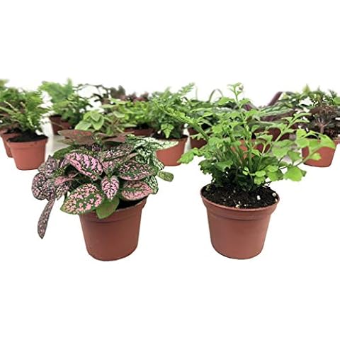 Mini Terrarium Plants (2 Plants) Fairy Garden Plants (Assorted Varieties) (2" Pots) Cover