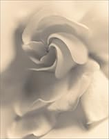 Sandi Fellman: Open Secret 3908163013 Book Cover