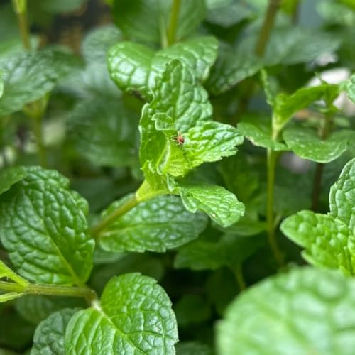 Semillas de menta verde, Mentha Spicata, Semillas de perennes regalos para jardineros aficionados 300pcs