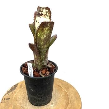 /*様 ブロメリアbillbergia mashmallow sunset ビル 様 ブロメリアbillbergia mashmallow sunset ビル 様 ブロメリア