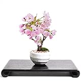 盆栽妙 ミニ桜の盆栽 波和鉢白 桜盆栽 桜 ミニ 花 鉢植え フラワーギフト 観葉植物 bonsai