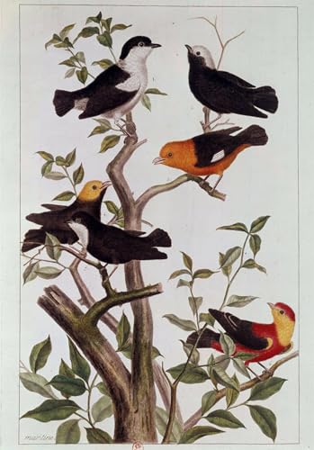 Lithographie de Pierre Buchoz Toile Arts Oiseaux 60x90