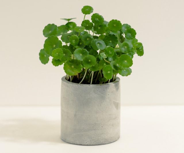 Coin plant live || Live plant for coin (Pack of 1 live plant With Pot)-image-23