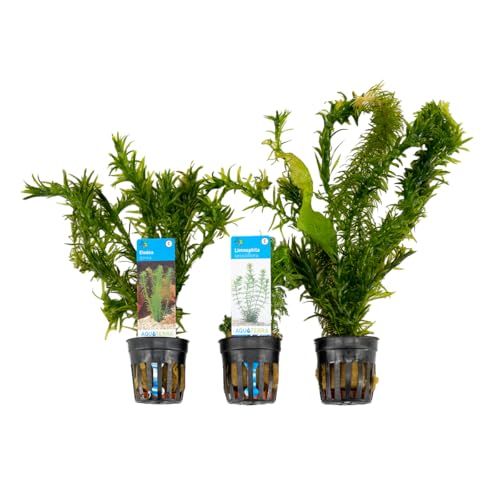Bloomique - Mix de 3 - Plantas de acuario - Agua dulce - Purificadoras - Oxigenadoras - Elodea (cola de zorro), Hydrocotyle, Limnophila - 5-20 cm de altura