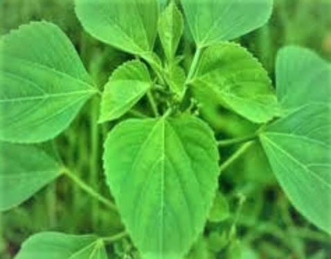 NATURE WORLD PREMIUM NATURAL GREEN FULLY ORGANIC DESI KUPPINTAAKU KUPPAMENAI HARITHA MANJARI HEALTHY LIVE PLANT FOR GREAT HOME GARDENING (B0BPPFPJBB) Amazon Price History, Amazon Price Tracker
