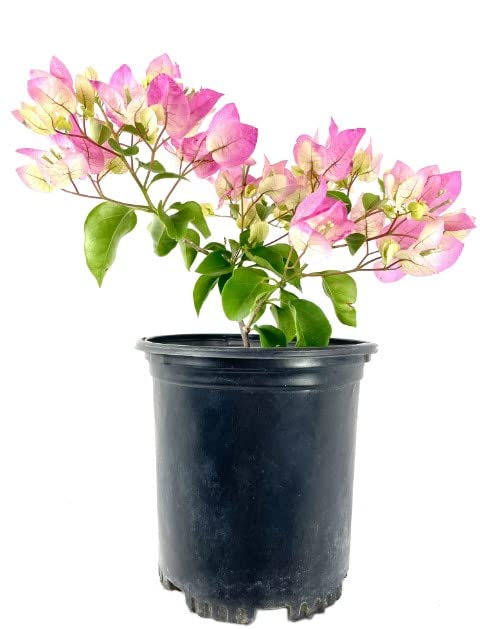 Buganvilla Planta Natural - Flores en Temporada - Planta Veranera - Bugambilia