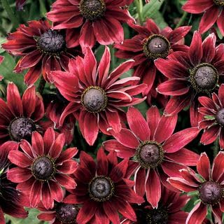 Park Seed Cherry Brandy Rudbeckia