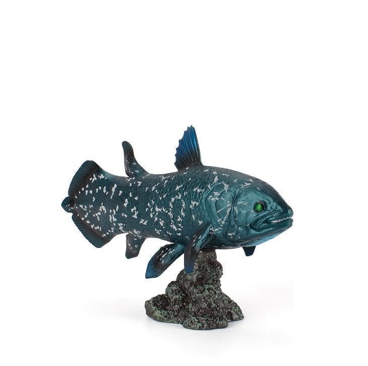 Amazon.co.jp: [猫神山] ラティメリア シーラカンス 海のサカナ 深海魚