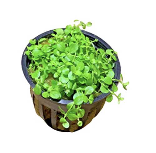 Micranthemum Monte Carlo Easy Live Aquarium Plant Buy 2 Get 1