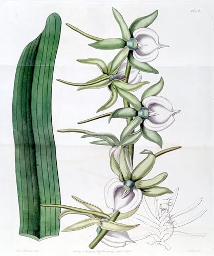 Impression d'art Angraecum Eburneum poster vintage de grand style