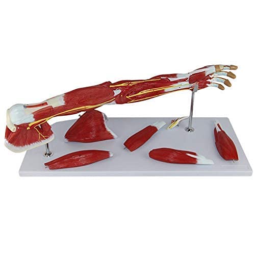Model Anatomiczny, Medyczny Anatomiczny Model Mięśni Ramię, 7-częściowy, Mięsień Kończyny Górnej, Ramię Naczyniowe Do Materiałów Edukacyjnych Medycznych