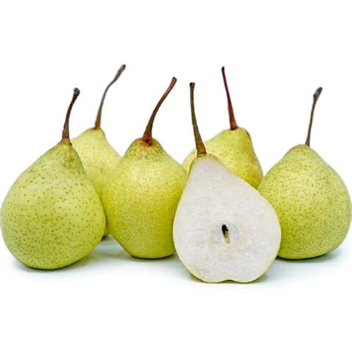 Image of Fresh Pear Indian Nashpati Fruit, 500 g