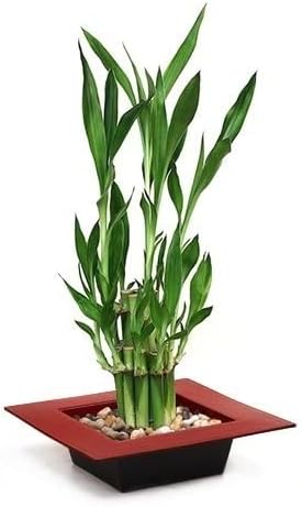 Two Tiered Lucky Bamboo - Pot red Unique from Jmbamboo