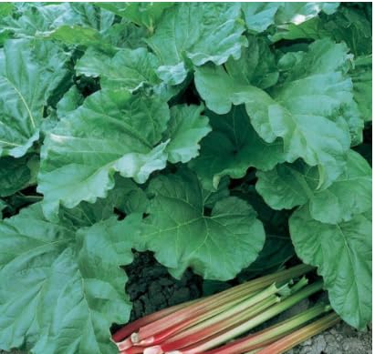 Generic Victoria Rhubarb Crown 3yr, Red