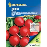 Kiepenkerl Stangenbohnen Limka 171 - Mittelfrühe Bohnen Mit 22-24cm Hülsen