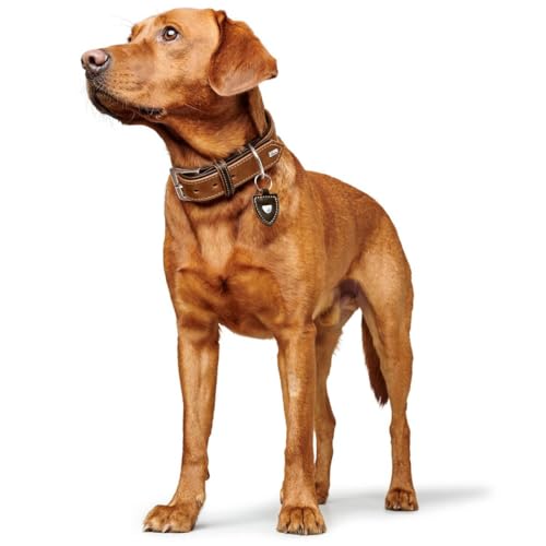 HUNTER TARA Hundehalsband, Leder, Juchtenleder, belastbar, witterungsbeständig, 65 (L), cognac/dunkelbraun