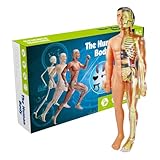 Anatomiemodell, menschlicher Körper, Skelett des Anatomiemodells, Lehrmodell des menschlichen Körpers, menschliches -Modell, Vorbildung, Anatomie-Modell - der menschliche Körper