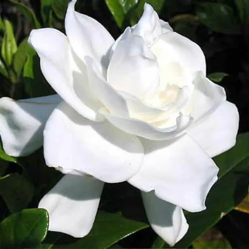 Muda de Jasmim Gardênia - Jasmim do Cabo com Flores Cheirosas