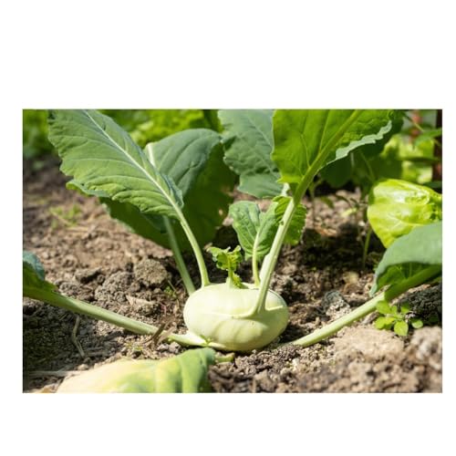 Sachet de graines de Chou rave Superschmelz-1g - LES GRAINES BOCQUET