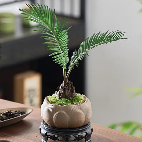 semillas de cícadas, plantas resistentes para el jardín cycas revoluta, Semillas de árboles, semillas de bonsái de interior Plantas de jardín perennes resistentes plantas balcón, 10pcs