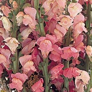 Snapdragon Potomac GF3-4 Pink 1,000 Seeds