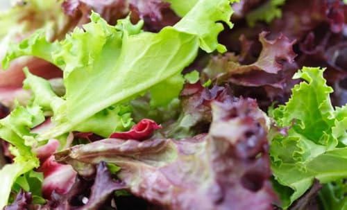 Plantel de Huerta, Pack de 10 Unidades, 5 Lechugas Moradas y 5 Lechugas Trocadero, Kit de Huerto, Plantines para Ensaladas