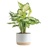 Costa Farms Dieffenbachia, Dumb Cane Live Plant in...