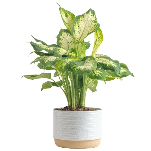 Costa Farms Dieffenbachia, Dumb Cane Live Plant in Decorative Pot,
