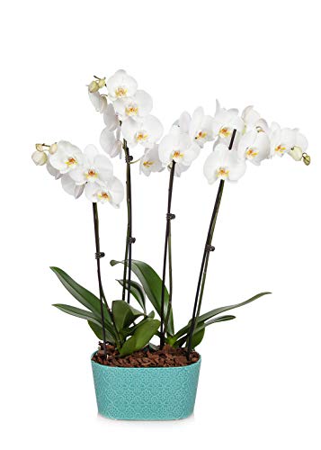 Orchid Flower Plant, White Double Spike in 10-Inch Teal Ceramic Container, From Hallmark Flowers Orchid Flower Plant, White Double Spike in 10-Inch Teal Ceramic Container, From Hallmark Flowers
