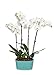 Orchid Flower Plant, White Double Spike in 10-Inch Yellow Tin Container, From Hallmark Flowers