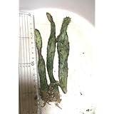 斑入りウチワサボテン 初日の出 三年 カキコ