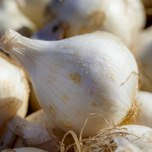 FLORIUM - Bulbes enfichables Snowball (500 grammes) Bulbes d'hiver robustes de Hollande, bulbes de légumes Planter parfaitement pour des récoltes riches : jaune, taille du bulbe 14-21 mm (pas de