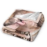 Zoom IMG-1 fflsdr bacio bulldog inglese cuccioli Zoom IMG-1 fflsdr bacio bulldog inglese cuccioli