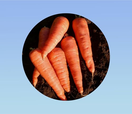 850 graines de carotte chantenay à cœur rouge - variété ancienne productive, savoureuse et idéale pour sols lourds