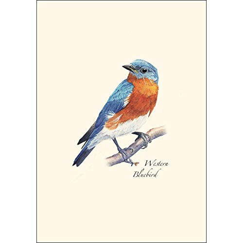 Image of Earth Sky + Water - Western Bluebird Notecard Set - 8 Blank Cards with Envelopes