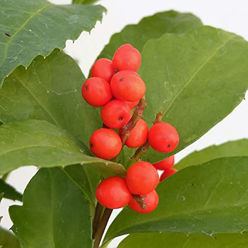 Amazon.co.jp: 千両（センリョウ）：2色植え（赤実と黄実） 3.5号